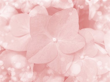 painterly - Pink flower background close up Foto de stock - Super Valor sin royalties y Suscripción, Código: 400-07296559