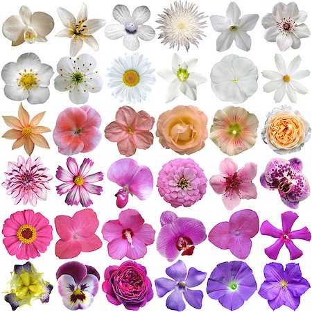 Big Selection of Various Flowers Isolated on White Background Stock Photo - Budget Royalty-Free & Subscription, Code: 400-07296581