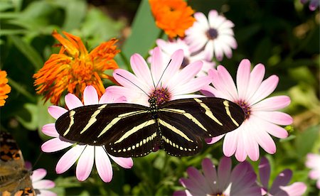 simsearch:632-05760615,k - Zebra Longwing Butterfly Feeds on Garden Flower Colorful Landscape Stock Photo - Budget Royalty-Free & Subscription, Code: 400-07296672