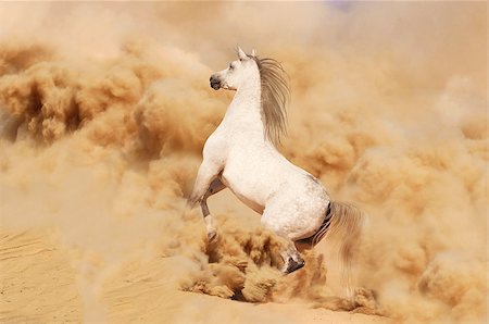 simsearch:400-06391487,k - Arabian horse running out of the Desert Storm Stock Photo - Budget Royalty-Free & Subscription, Code: 400-07296849