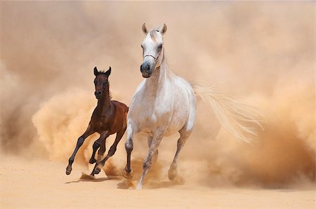 simsearch:400-06391487,k - Arabian Mare and foal galloping in desert Stock Photo - Budget Royalty-Free & Subscription, Code: 400-07296850