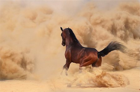simsearch:400-06391487,k - Arabian horse running out of the Desert Storm Stock Photo - Budget Royalty-Free & Subscription, Code: 400-07296852