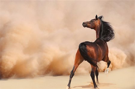 simsearch:400-06391487,k - Arabian horse running out of the Desert Storm Stock Photo - Budget Royalty-Free & Subscription, Code: 400-07296853