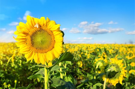 simsearch:400-04996406,k - Bright yellow sunflower in the field at sunny day Stock Photo - Budget Royalty-Free & Subscription, Code: 400-07297293