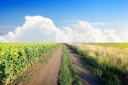 simsearch:400-04996406,k - Road in a sunflower field at sunny day Stock Photo - Budget Royalty-Free & Subscription, Code: 400-07297749