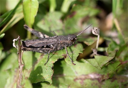 Brown grasshopper in the grass Photographie de stock - Aubaine LD & Abonnement, Code: 400-07299698