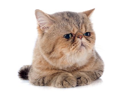 simsearch:400-06391487,k - exotic shorthair cat in front of white background Stock Photo - Budget Royalty-Free & Subscription, Code: 400-07299826
