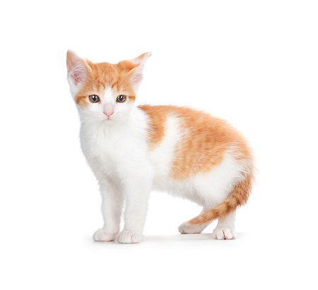 simsearch:400-05701368,k - Cute orange and white kitten isolated on white. Stock Photo - Budget Royalty-Free & Subscription, Code: 400-07290638