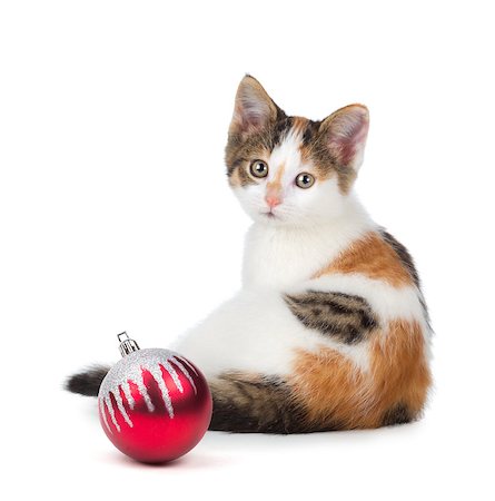 Cute calico kitten sitting next to a Christmas Ornament islolated on a white background. Foto de stock - Super Valor sin royalties y Suscripción, Código: 400-07291205