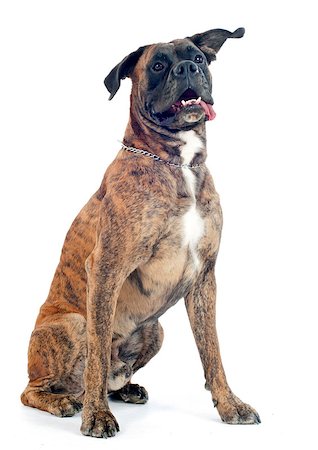 brown boxer in front of a white background Photographie de stock - Aubaine LD & Abonnement, Code: 400-07292536