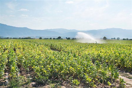 simsearch:400-04882980,k - Tobacco plantation and irrigation. Blue sky Photographie de stock - Aubaine LD & Abonnement, Code: 400-07292752