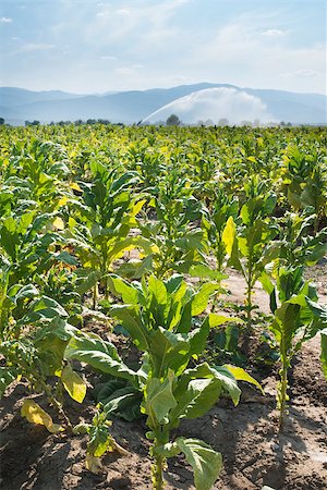 simsearch:400-04882980,k - Tobacco plantation and irrigation. Blue sky Photographie de stock - Aubaine LD & Abonnement, Code: 400-07292753