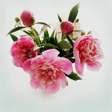 simsearch:400-04808821,k - bouquet of pink peony Foto de stock - Super Valor sin royalties y Suscripción, Código: 400-07304641