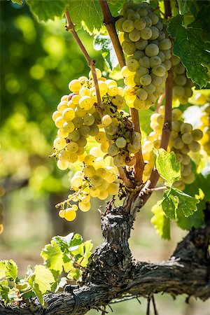 simsearch:400-06923729,k - Image of grapevine in Tuscany, Italy Stock Photo - Budget Royalty-Free & Subscription, Code: 400-07304710