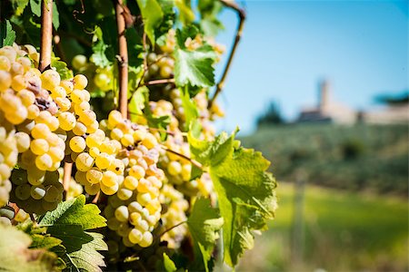 simsearch:400-06923729,k - Image of grapevine in Tuscany, Italy Stock Photo - Budget Royalty-Free & Subscription, Code: 400-07304711