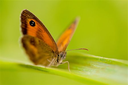 simsearch:632-05760615,k - beautiful butterfly Pyronia tithonus macro closeup outdoor in summer Stock Photo - Budget Royalty-Free & Subscription, Code: 400-07305249