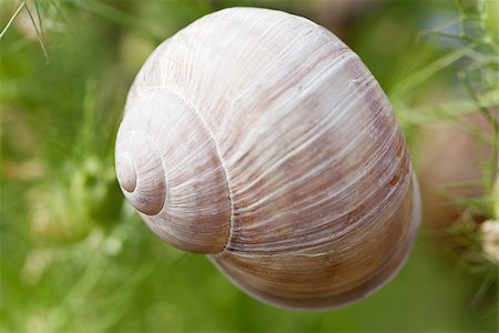 escargot - brown snail sitting on geen tree macro closeup outdoor in summer Stock Photo - Budget Royalty-Free & Subscription, Code: 400-07305254