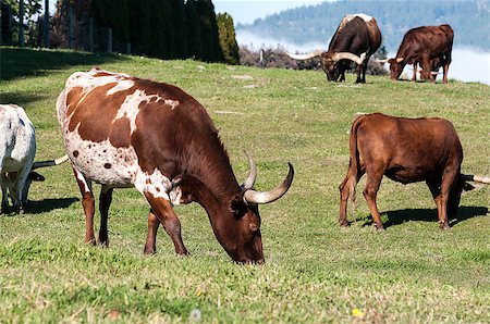 simsearch:400-05323136,k - Longhorn Cattle grazing on the hillside near Kelowna Foto de stock - Super Valor sin royalties y Suscripción, Código: 400-07306355