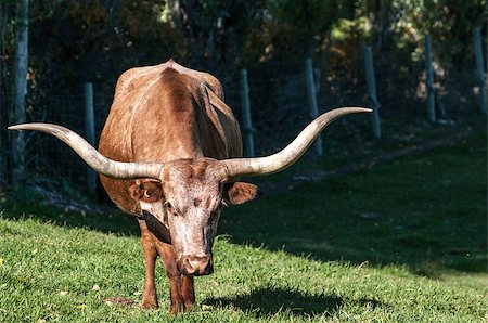 simsearch:400-05135877,k - Longhorn Cattle grazing on the hillside near Kelowna Photographie de stock - Aubaine LD & Abonnement, Code: 400-07306356
