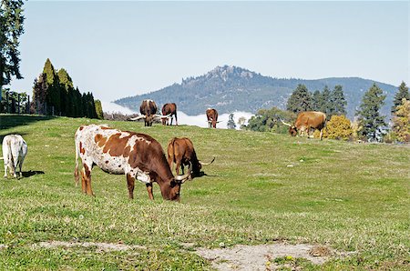 simsearch:400-05323136,k - Longhorn Cattle grazing on the hillside near Kelowna Foto de stock - Super Valor sin royalties y Suscripción, Código: 400-07306357