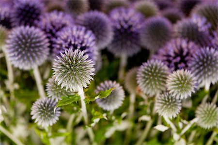 field of herb - wild purple green thistel flowers background makro nature colorful Stock Photo - Budget Royalty-Free & Subscription, Code: 400-07306769