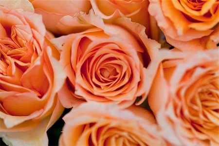 simsearch:400-06141323,k - colorful beautiful roses flowers macro closeup card background valentine Foto de stock - Super Valor sin royalties y Suscripción, Código: 400-07306788