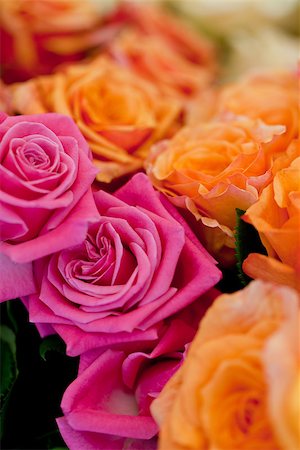simsearch:400-06141323,k - colorful beautiful roses flowers macro closeup card background valentine Foto de stock - Super Valor sin royalties y Suscripción, Código: 400-07306789