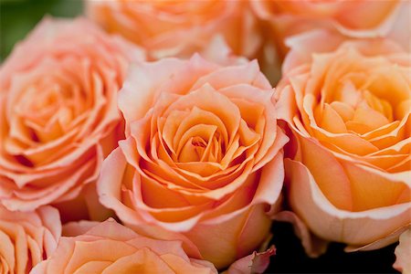 simsearch:400-06141323,k - colorful beautiful roses flowers macro closeup card background valentine Foto de stock - Super Valor sin royalties y Suscripción, Código: 400-07306790