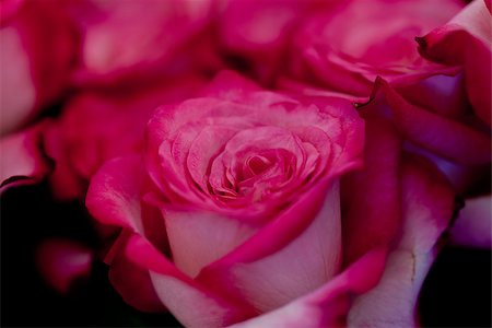 simsearch:400-06141323,k - colorful beautiful roses flowers macro closeup card background valentine Foto de stock - Super Valor sin royalties y Suscripción, Código: 400-07306792