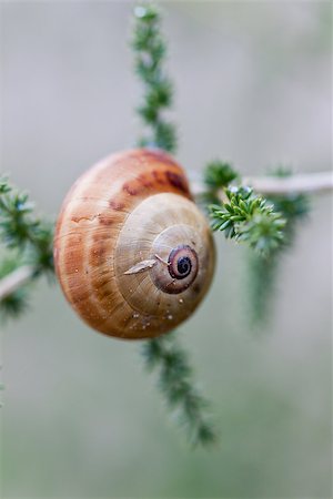 escargot - brown snail sitting on geen tree macro closeup outdoor in summer Stock Photo - Budget Royalty-Free & Subscription, Code: 400-07307068