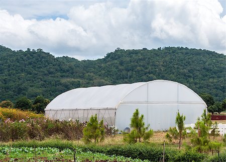 simsearch:400-04882980,k - Small green house in the agricultre farm. Photographie de stock - Aubaine LD & Abonnement, Code: 400-07308858