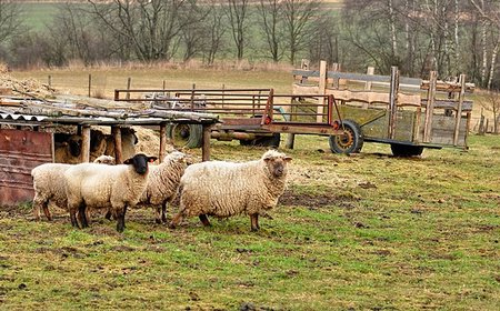 simsearch:400-05724021,k - A small flock of sheep grazing on small farmers Stock Photo - Budget Royalty-Free & Subscription, Code: 400-07300470