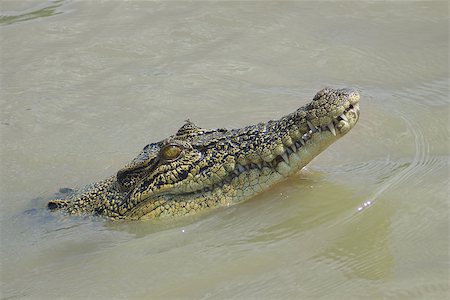 simsearch:400-05123541,k - Young Crocodile in the water. Australia Stock Photo - Budget Royalty-Free & Subscription, Code: 400-07300839