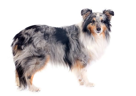 sheltie - portrait of a purebred shetland dog in front of white background Foto de stock - Super Valor sin royalties y Suscripción, Código: 400-07301852