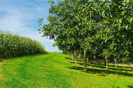 simsearch:700-02265197,k - Plantation of Corn and Walnut Trees in France Stock Photo - Budget Royalty-Free & Subscription, Code: 400-07302693