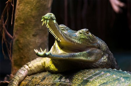 simsearch:400-04434649,k - A gharial (called also gavial and fish-eating crocodile) Stock Photo - Budget Royalty-Free & Subscription, Code: 400-07303197