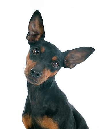 simsearch:400-07421530,k - purebred miniature pinscher in front of white background Stock Photo - Budget Royalty-Free & Subscription, Code: 400-07303435