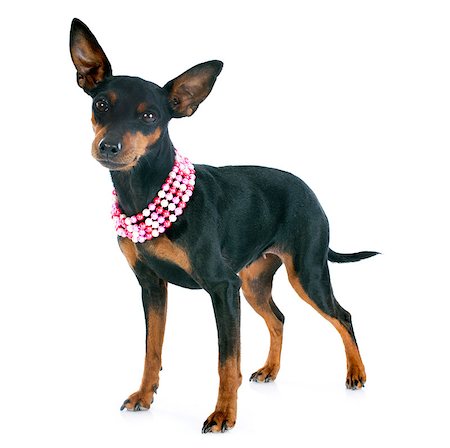 simsearch:400-07421530,k - purebred miniature pinscher in front of white background Stock Photo - Budget Royalty-Free & Subscription, Code: 400-07303436