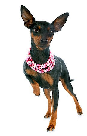 simsearch:400-07421530,k - purebred miniature pinscher in front of white background Stock Photo - Budget Royalty-Free & Subscription, Code: 400-07303437