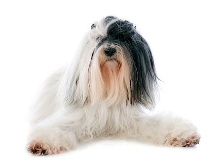 simsearch:400-06391487,k - tibetan terrier in front of white background Stock Photo - Budget Royalty-Free & Subscription, Code: 400-07303516