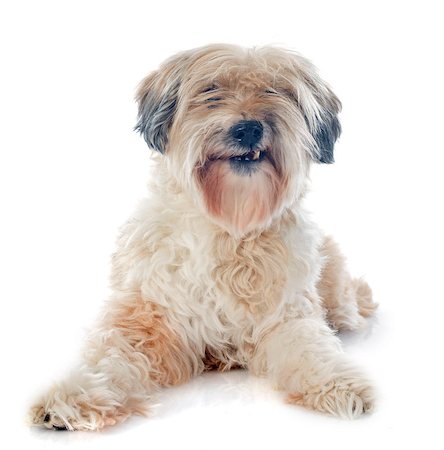 simsearch:400-06391487,k - tibetan terrier in front of white background Stock Photo - Budget Royalty-Free & Subscription, Code: 400-07303534