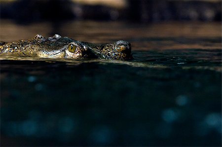 simsearch:400-05123541,k - A gharial (called also gavial and fish-eating crocodile) Stock Photo - Budget Royalty-Free & Subscription, Code: 400-07303907