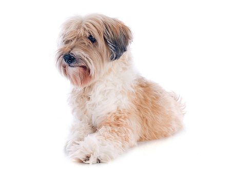 simsearch:400-06391487,k - tibetan terrier in front of white background Stock Photo - Budget Royalty-Free & Subscription, Code: 400-07314927