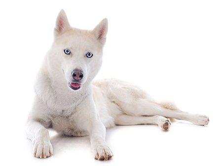 simsearch:400-06391487,k - portrait of a beautiful purebred siberian husky Stock Photo - Budget Royalty-Free & Subscription, Code: 400-07315010