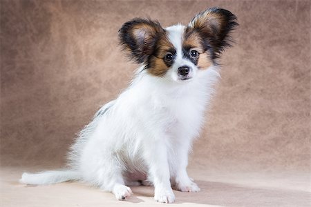 simsearch:400-08402912,k - Portrait of a cute little puppy Papillon Stock Photo - Budget Royalty-Free & Subscription, Code: 400-07315344