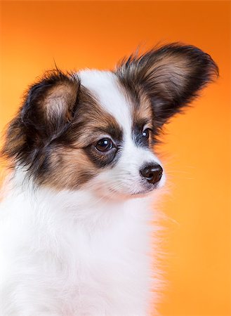 simsearch:400-08402912,k - Portrait of a cute puppy Papillon on a orange background Stock Photo - Budget Royalty-Free & Subscription, Code: 400-07315346