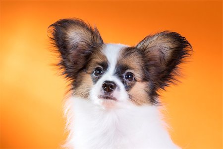 simsearch:400-06641109,k - Portrait of a cute puppy Papillon on a orange background Stock Photo - Budget Royalty-Free & Subscription, Code: 400-07315347