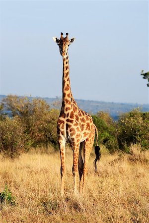 Maasai or Kilimanjaro Giraffe  grazing in the beautiful plains of the masai mara reserve in kenya africa Stock Photo - Budget Royalty-Free & Subscription, Code: 400-07317338