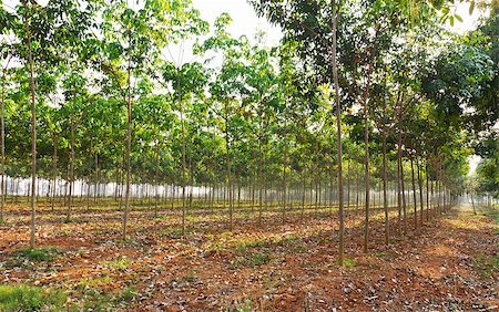 Rubber tree or hevea brasiliensis plant field in Thailand Stock Photo - Budget Royalty-Free & Subscription, Code: 400-07318509