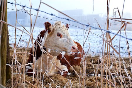 dutch cow pictures - cow relaxed outdoors on pasture during winter Stock Photo - Budget Royalty-Free & Subscription, Code: 400-07319654